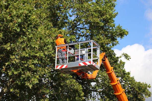 Best Storm Damage Tree Cleanup  in Twin Lakes, CA