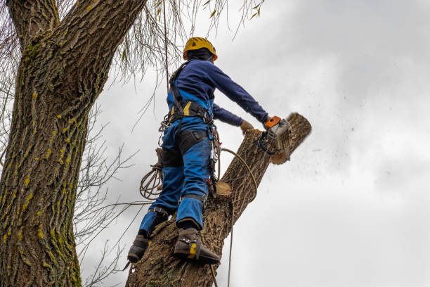 Best Tree and Shrub Care  in Twin Lakes, CA