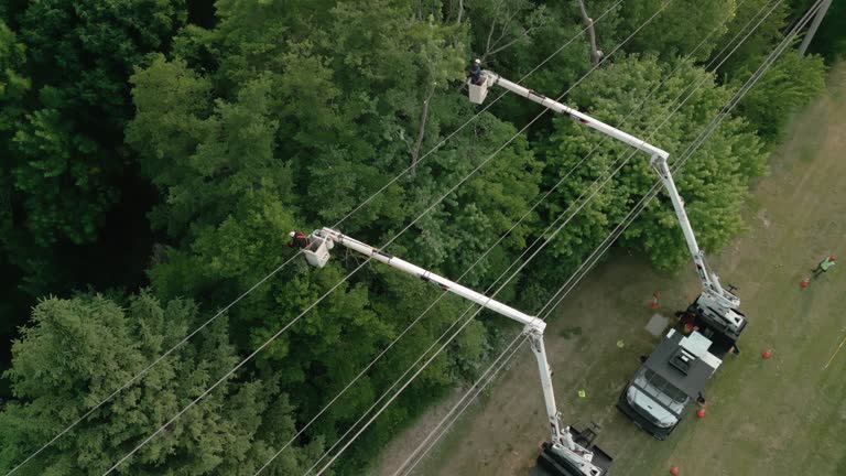 How Our Tree Care Process Works  in  Twin Lakes, CA
