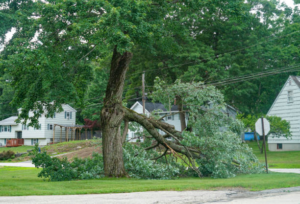 Best Tree Removal  in Twin Lakes, CA