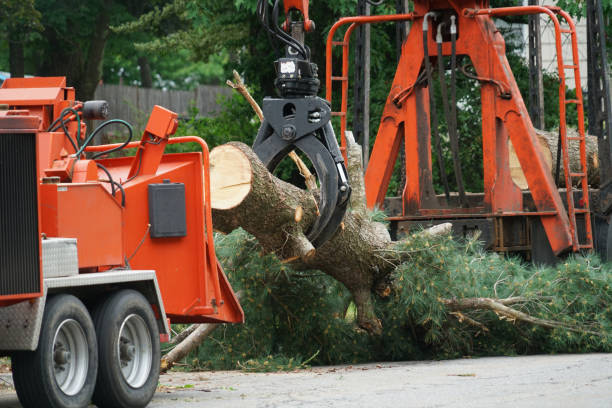 Best Commercial Tree Services  in Twin Lakes, CA