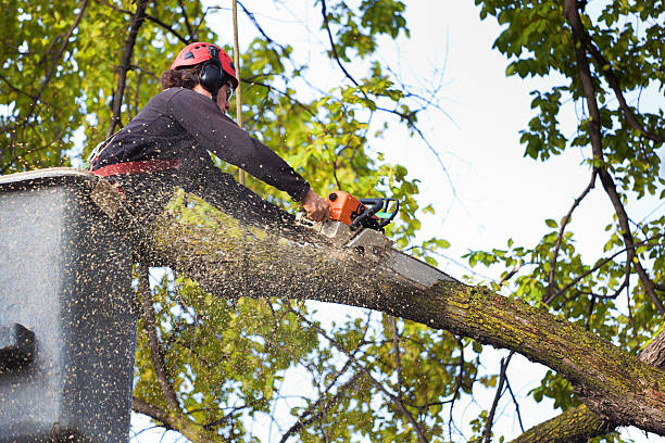 Best Tree Disease Treatment  in Twin Lakes, CA