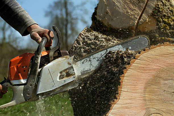 Best Tree Risk Assessment  in Twin Lakes, CA