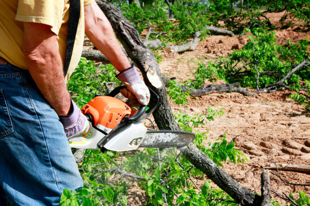 Reliable Twin Lakes, CA Tree Removal Solutions